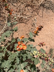 Sphaeralcea parvifolia