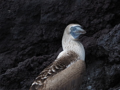 Sula nebouxii excisa