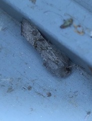 Aporophyla lutulenta
