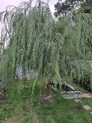 Salix