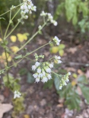 Ageratina aromatica