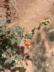 Sphaeralcea parvifolia