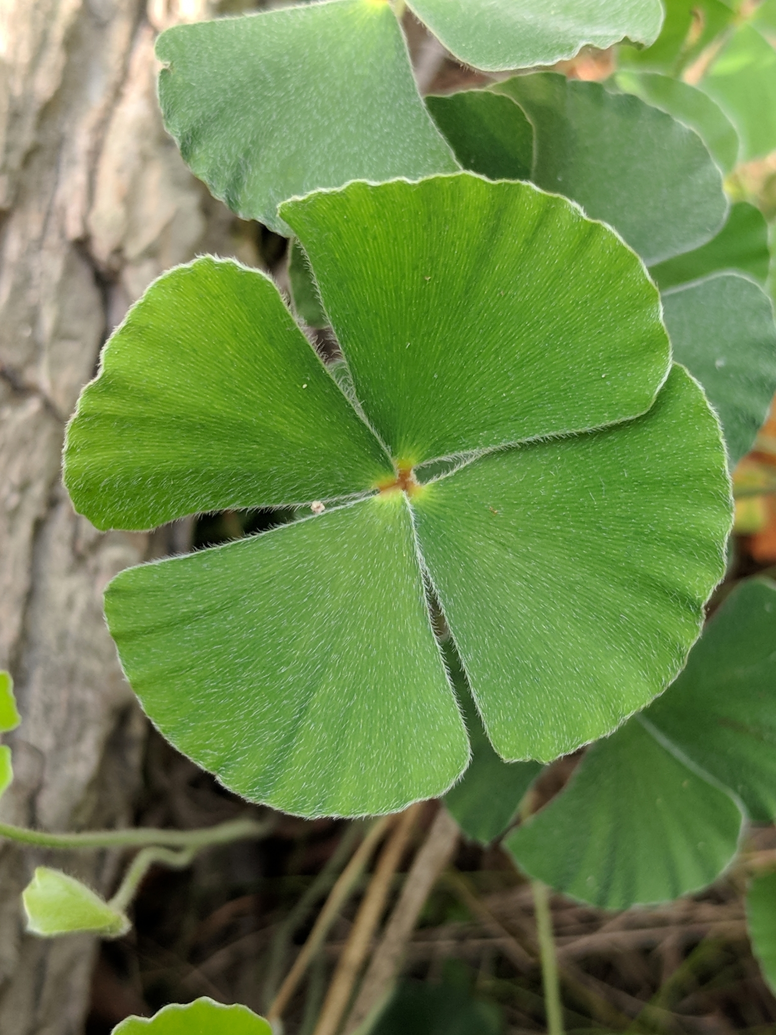 Marsilea macropoda