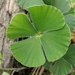 Bigfoot Waterclover - Photo (c) Alison Northup, some rights reserved (CC BY), uploaded by Alison Northup