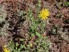 Chrysopsis gossypina