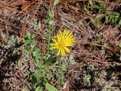 Chrysopsis gossypina