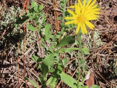 Chrysopsis gossypina