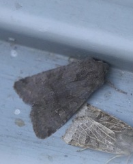 Aporophyla lutulenta