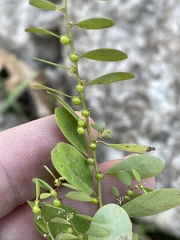 Phyllanthus caroliniensis