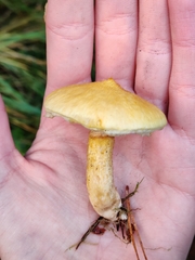 Suillus cavipes