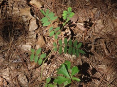 Tephrosia spicata