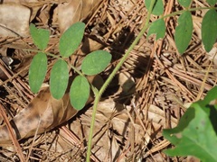 Tephrosia spicata