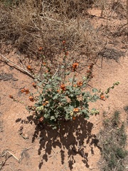 Sphaeralcea parvifolia
