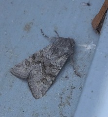 Aporophyla lutulenta