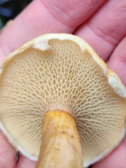 Suillus cavipes
