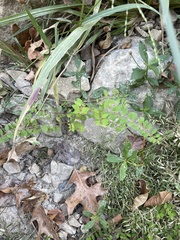 Phyllanthus caroliniensis