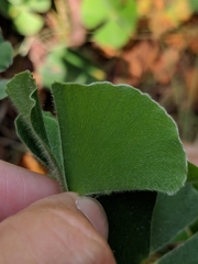 Marsilea macropoda
