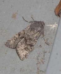 Aporophyla lutulenta