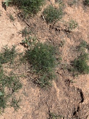 Sphaeralcea parvifolia