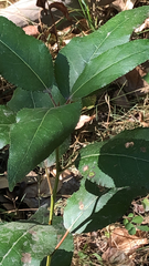 Parthenium integrifolium