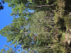 Quercus incana