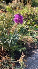 Linaria purpurea