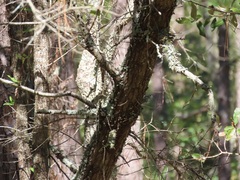 Quercus incana