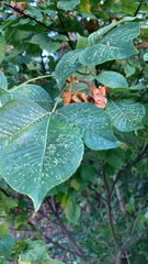 Ptelea trifoliata