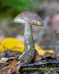 Leccinum snellii