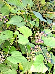 Ampelopsis glandulosa