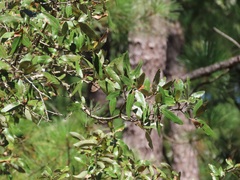 Quercus incana