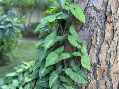 Syngonium