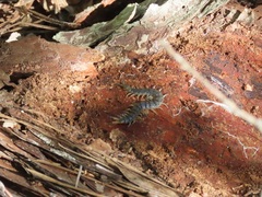 Hemiscolopendra marginata