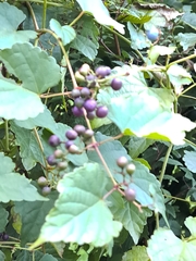 Ampelopsis glandulosa