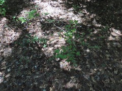 Hypericum hypericoides