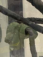 Atheris squamigera