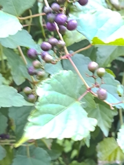 Ampelopsis glandulosa