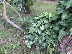 Syngonium