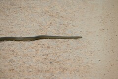 Pseudonaja textilis