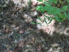 Hypericum hypericoides