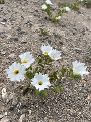 Nolana baccata