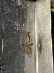Ekboarmia atlanticaria