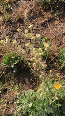 Pseudognaphalium stramineum
