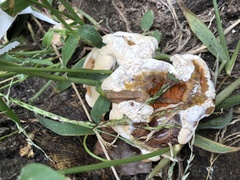 Ganoderma sessile