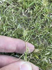 Eragrostis reptans