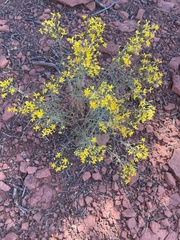 Gutierrezia sarothrae
