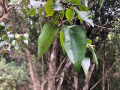 Excoecaria dallachyana