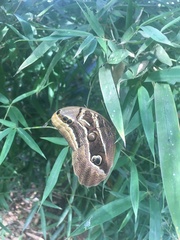 Eryphanis aesacus