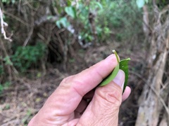 Excoecaria dallachyana