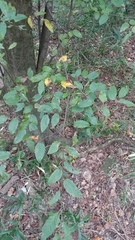 Ulmus alata